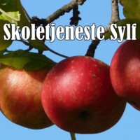 SYLF-topimage.jpg